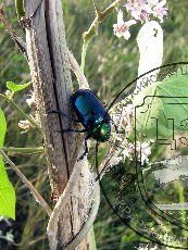 Листоед азиатский 001